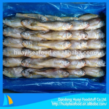 frozen cheap baby yellow croaker for sale wholesale price